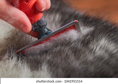 Dog Undercoat Stock Photos Images Photography Shutterstock