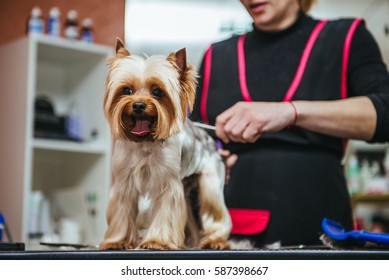 Grooming Yorkshire Terrier professional hairdresser. Hairdresser mows Yorkshire Terrier fur on the ear with a trimmer