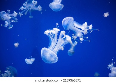 a groop beautiful transparent white  jellyfish on a blue background.Oceanogràfic, Ciutat de les Arts i les Ciències, City of Arts and Sciences, VALENCIA, SPAIN, WIDLIFE,dangerous beautiful sea animals