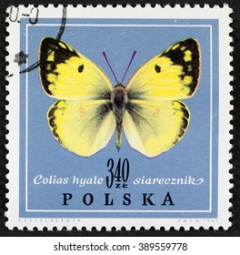 GROOTEBROEK ,THE NETHERLANDS - MARCH 8,2016 : A stamp printed in Poland shows  butterfly in ,circa 1967