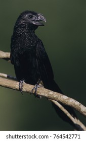 Groove-billed Ani, Crotophaga Sulcirostris, Adult, Lake Corpus Christi, Texas, USA, May