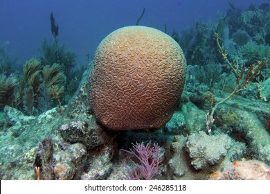 A Grooved Brain Coral on Molasses Reef in Key Largo, Florida.