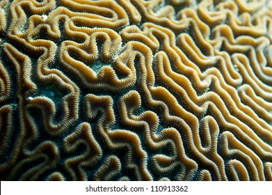 Grooves of a brain coral