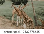 Grop of Giraffe in San Diego Zoo