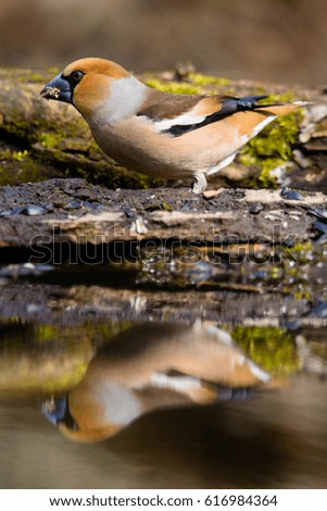 Similar – Hawfinch