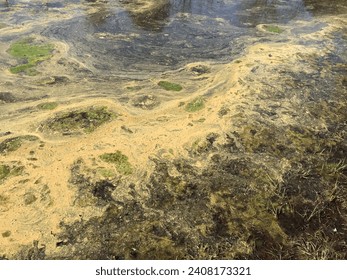 Gross Floating Pond Scum Morgan County Alabama USA 