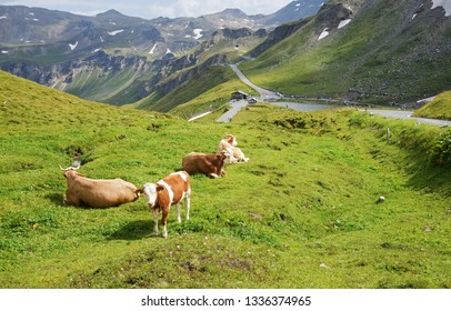 The Grossglockner High Alpine Road (in German Großglockner-Hochalpenstraße)  is the highest surfaced mountain pass road in Austria. Summer with  a lot cows, mountains and street for wallpaper.
