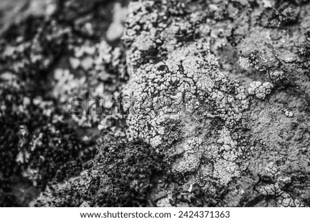 Image, Stock Photo Barnacles on the stones of the beach of Las Catedrales, Lugo, Spain