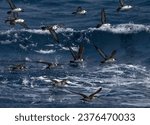 Grote Pijlstormvogel groep vliegend; Great Shearwater group flying