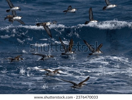 Grote Pijlstormvogel groep vliegend; Great Shearwater group flying
