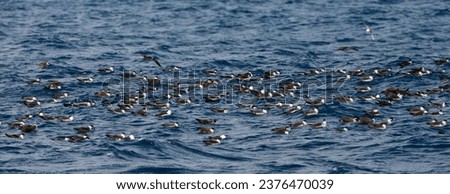 Grote Pijlstormvogel groep zitten op het water; Great Shearwater group sitting on the water