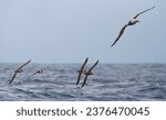 Grote Pijlstormvogel vliegend met Atlantic Yellow-nosed Albatross; Great Shearwater flying with Atlantic Yellow-nosed Albatross