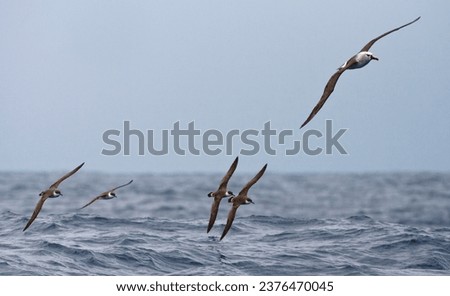 Grote Pijlstormvogel vliegend met Atlantic Yellow-nosed Albatross; Great Shearwater flying with Atlantic Yellow-nosed Albatross
