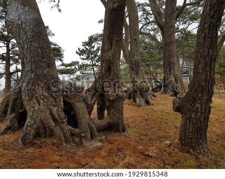Grotesque pine trees in early spring