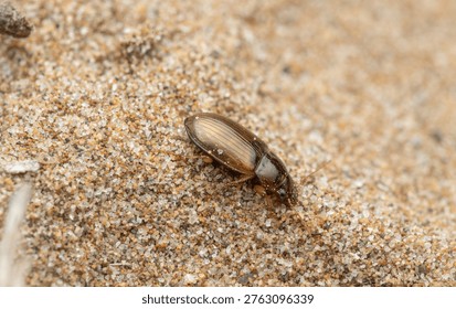 Ground beetle (Amara cf. simplex) on sand substrate in Mediterranean wetland, Valencia, Spain.
