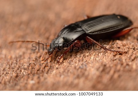 Ground beetle Calathus fuscipes