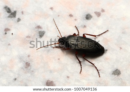 Ground beetle Calathus fuscipes