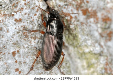 A ground beetle Harpalus sp. adult predatory beetle, apredator of small invertebrates on bark.