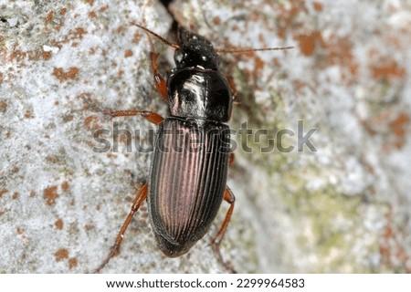A ground beetle Harpalus sp. adult predatory beetle, apredator of small invertebrates on bark.