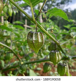 Ground cherry, (genus Physalis), also spelled groundcherry, genus of some 80 species of small herbaceous plants in the nightshade family (Solanaceae), the majority of which are native to the New World