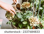 Ground coffee, coffee residue, coffee grounds, thrown under hydrangea bush, in flower pot, is natural fertilizer, Hobby gardening