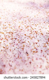 Ground completely covered with cherry blossom petals. Pink cherry flower petals covering the ground.