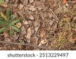 Ground in a coniferous forest, top-down view. Pine bark and vegetation on the forest floor. Natural background