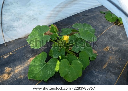 Ground cover and hoop floating row cover with white garden fabric over a row of squash plants with green leaves and yellow blossoms in an organic farm garden. No people, with copy space.