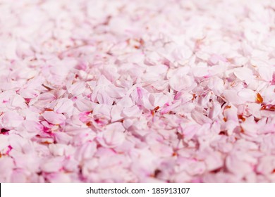 Ground covered with cherry blossom petals.  Pink cherry flower petals covering the ground.