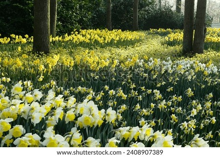 The ground is covered with different types of daffodils, like  a sea of flowers
