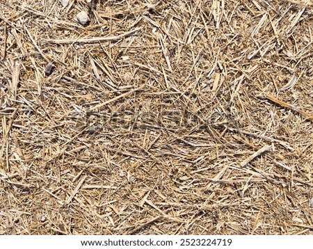 The ground is covered with a mixture of dried straw and grass, highlighted by sunlight in a warm outdoor environment.