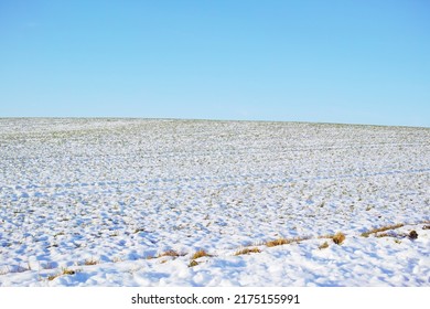 Ground Covered In Snow In Winter. Frozen Twigs And Leaves In Frost. Frosty Grass Growing In Cold Weather In The Forest. A Snowfall In The Woods. Icy, Dewy, Early Morning In Nature