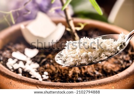 ground and crushed eggshell used as fertilizer and vitamin for small plants, apartment gardening