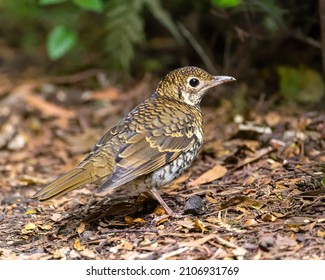 178 Australian ground dwelling birds Images, Stock Photos & Vectors ...