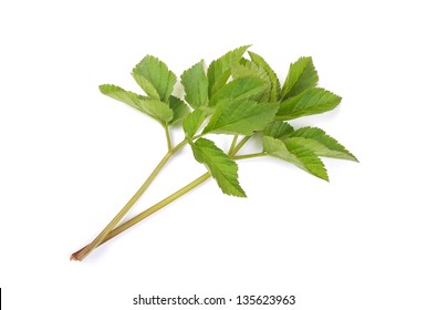 羊角芹图片 库存照片和矢量图 Shutterstock