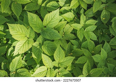 Ground elder (Aegopodium podagraria), a top-down view of the thicket. Spring or summer forest background - Shutterstock ID 2227673507