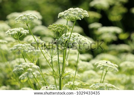 ground elder, herb gerard, bishop's weed, goutweed, gout wort,