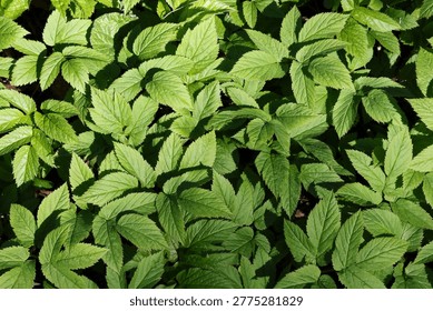 Ground elder spreading as dense leafy carpet in natural environment, Aegopodium podagraria