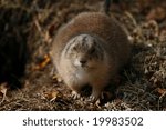 Ground Hog