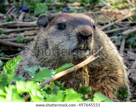 Ground Hog Day 