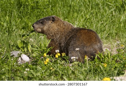 A Ground Hog Eating Plants