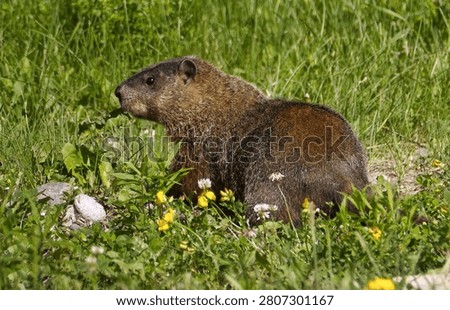 A Ground Hog Eating Plants