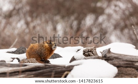 A ground hog or yellow bellied marmot sits on an old log in a snowy winter landscape.