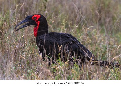 Ground Hornbill (Thunderbird) In Kruger Park