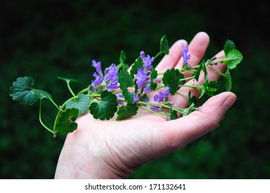 Ground Ivy