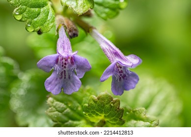 Ground Ivy Beauty Purple Flower