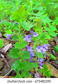 Ground Ivy, Glechoma Hederacea,