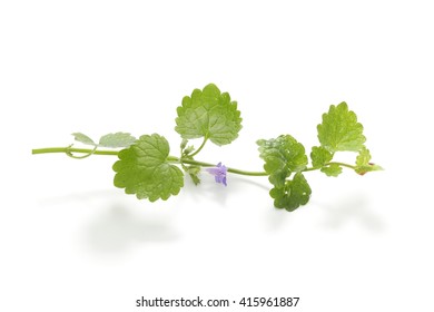 Ground Ivy Sprig