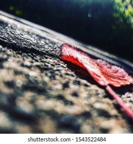 From the ground up leaf