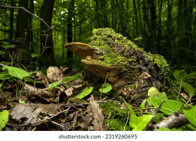 ground level close up shot of a Phellinus fungus ( Phellinus linteus ) in the forest